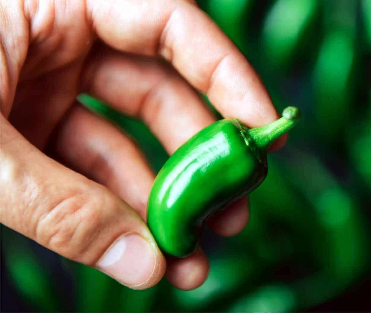 jalapeno frutto