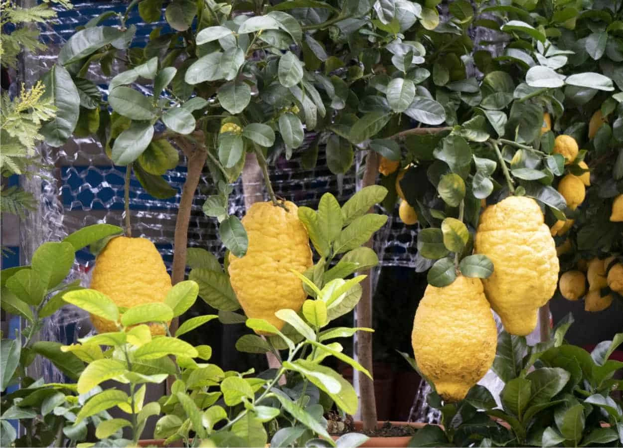 pianta di cedri