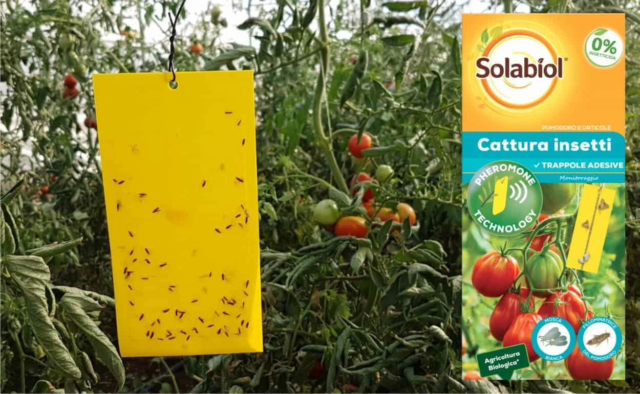 trappole per difesa pomodoro