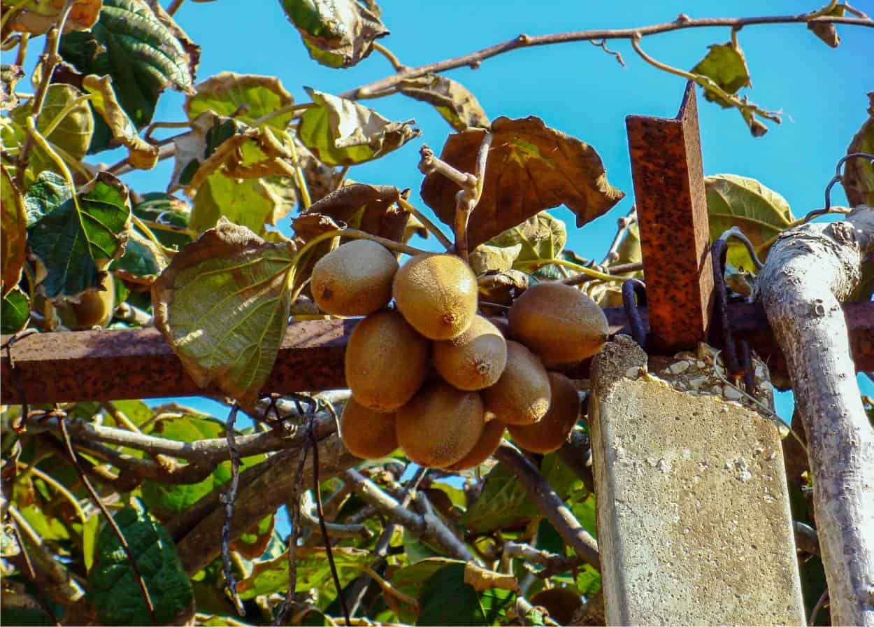 actinidia ottobre