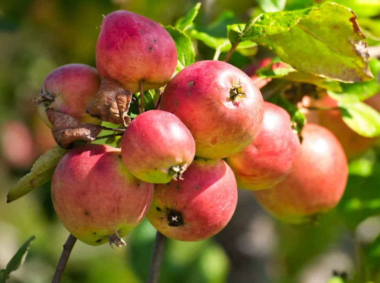 mele frutta a settembre, mele