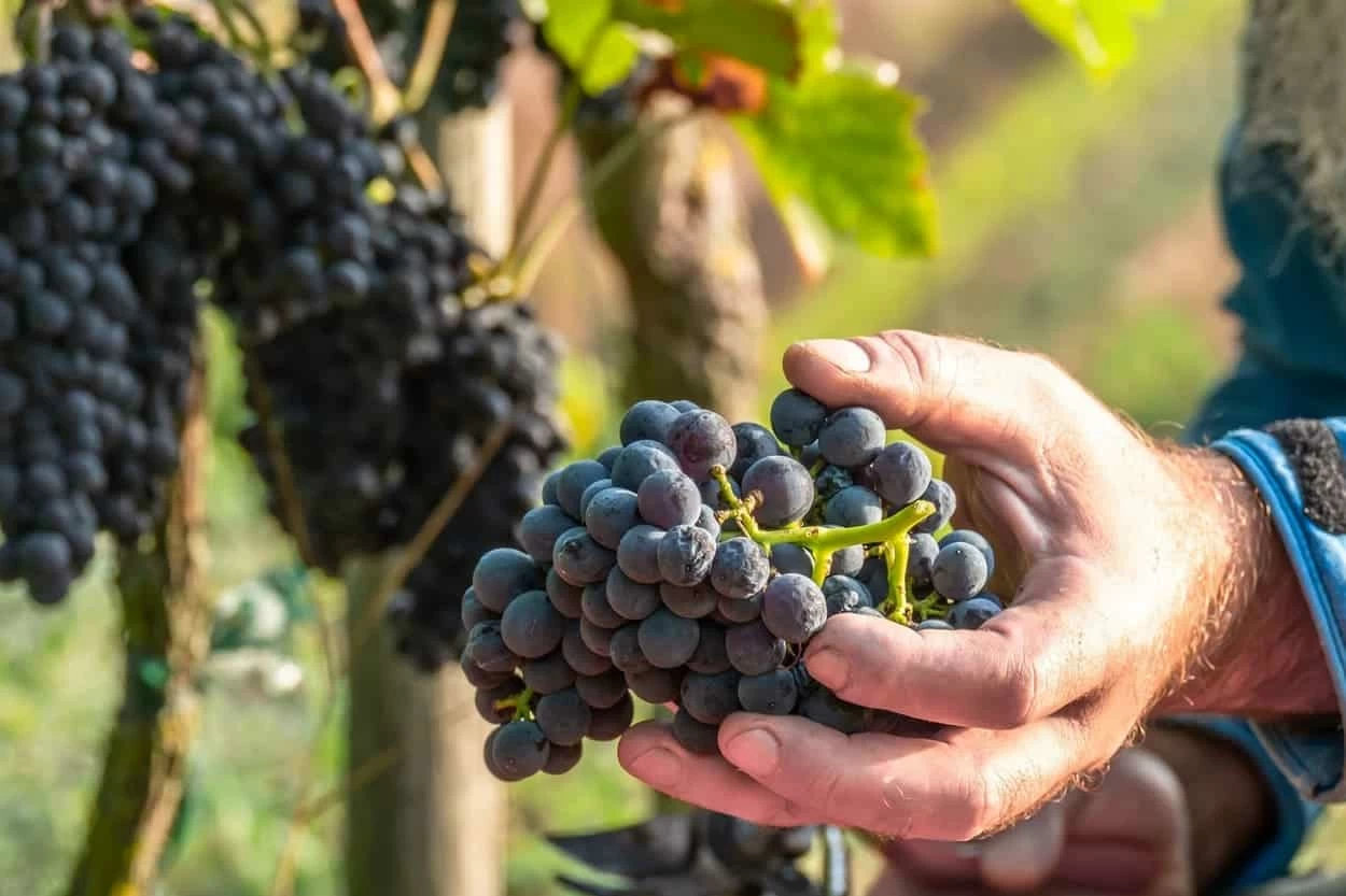 vigna settembre raccolta uva vendemmia