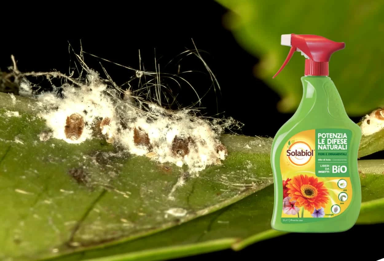 olio di soia da spruzzare