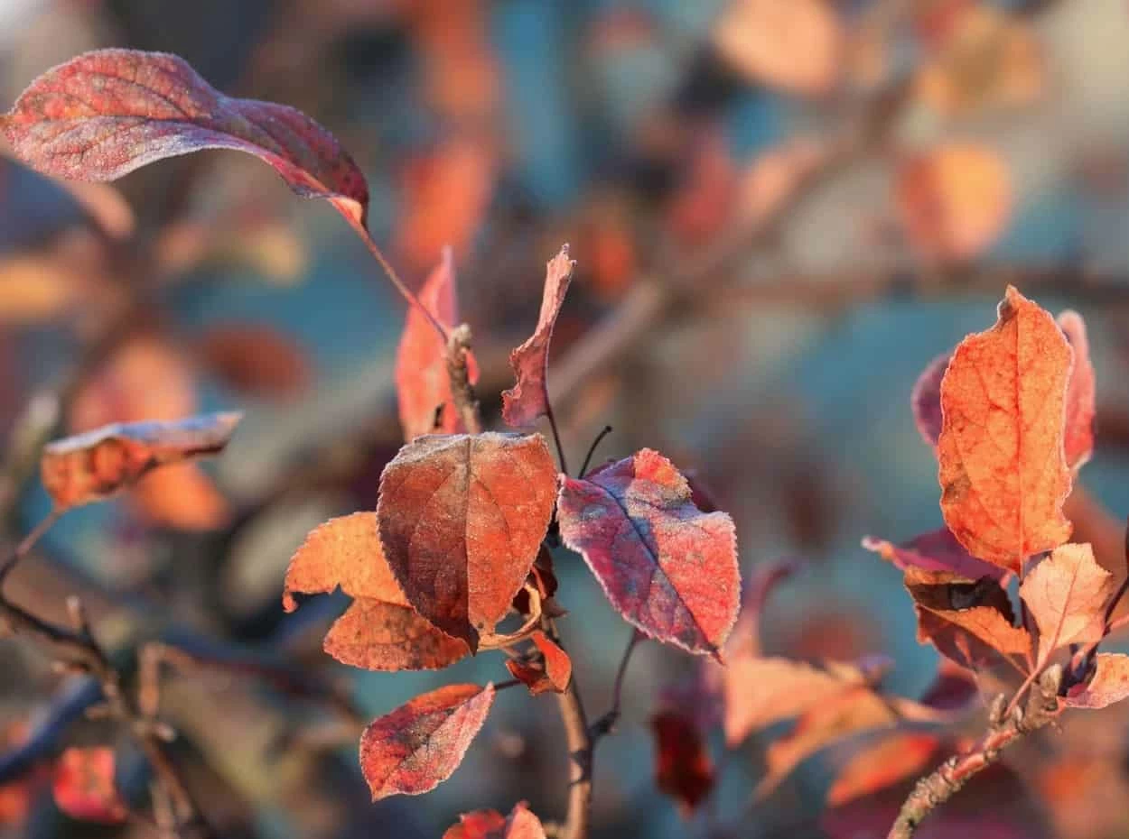 foglie autunno novembre