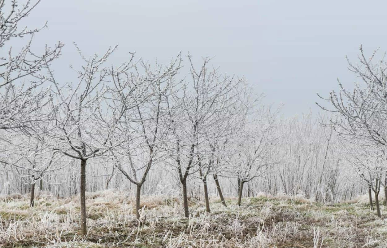 frutteto lavori di dicembre