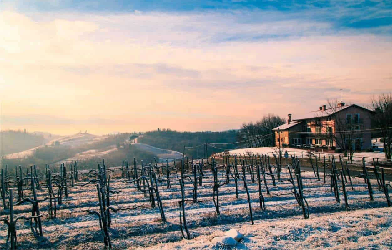 gennaio nella vigna