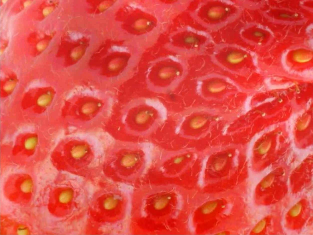 semi di fragola