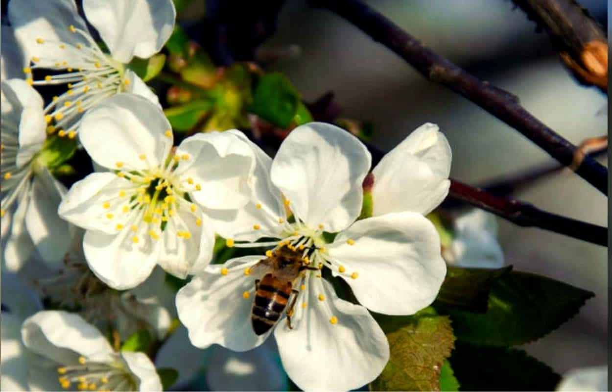 impollinatore