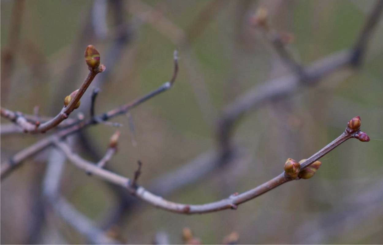 marzo nel frutteto