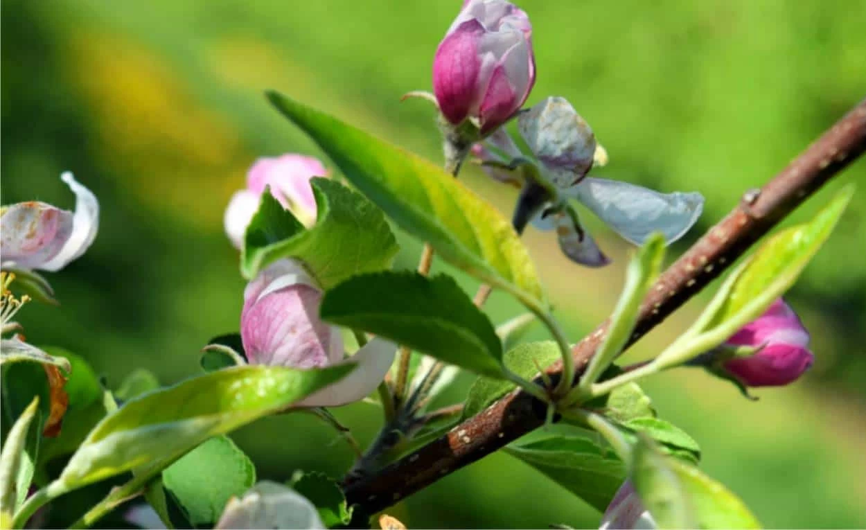 aprile con fioriture alberi da frutto