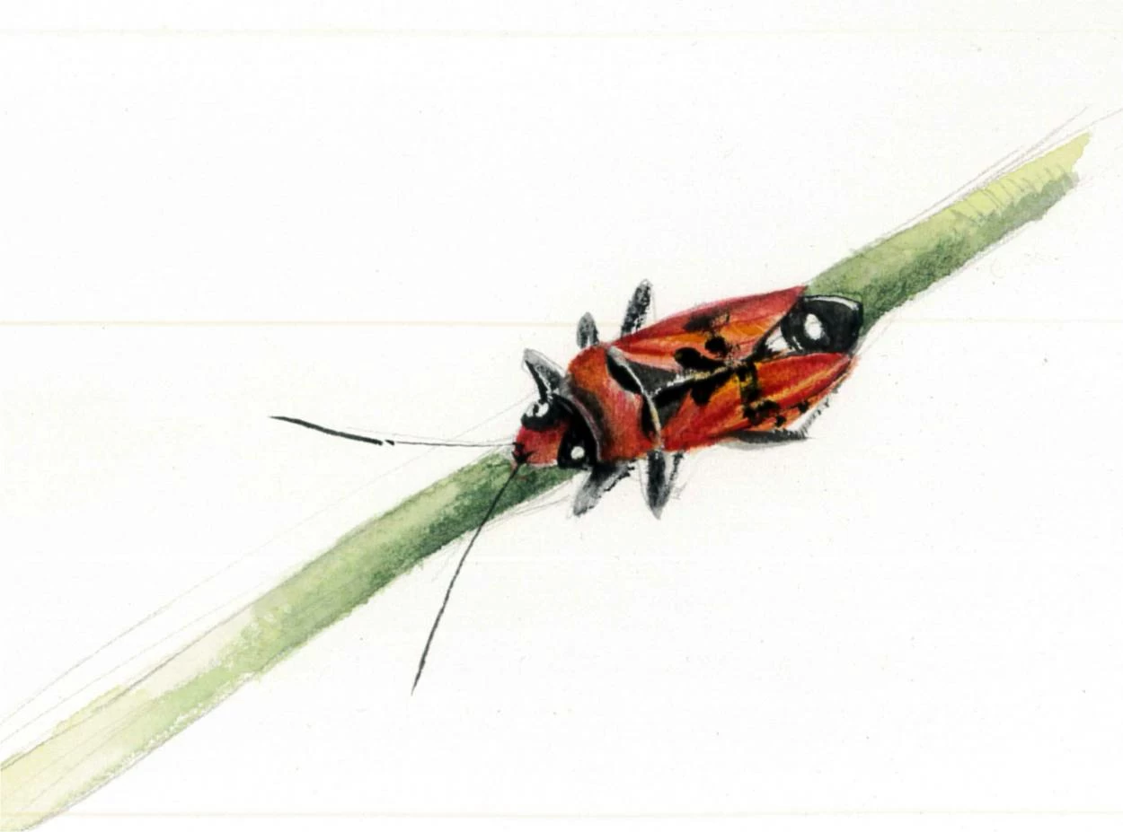cimice rossa nera