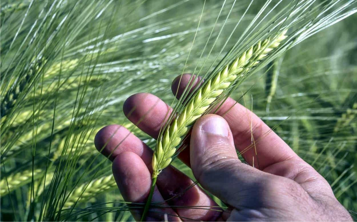 spighe di frumento (grano)