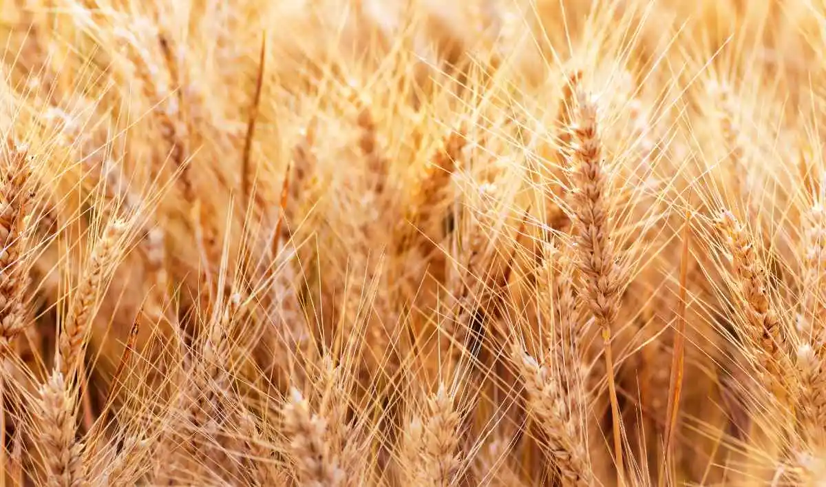 spighe grano