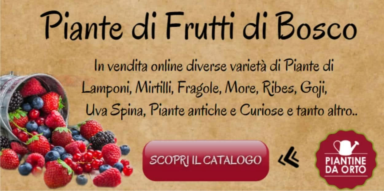 piantine di piccoli frutti
