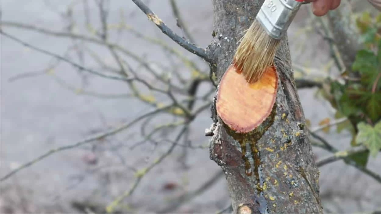 propoli per disinfettare potatura