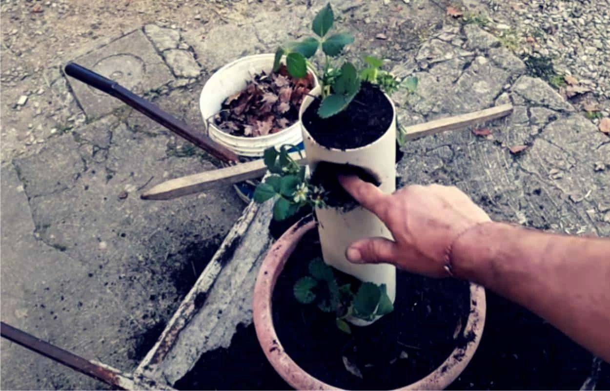 fragole in verticale