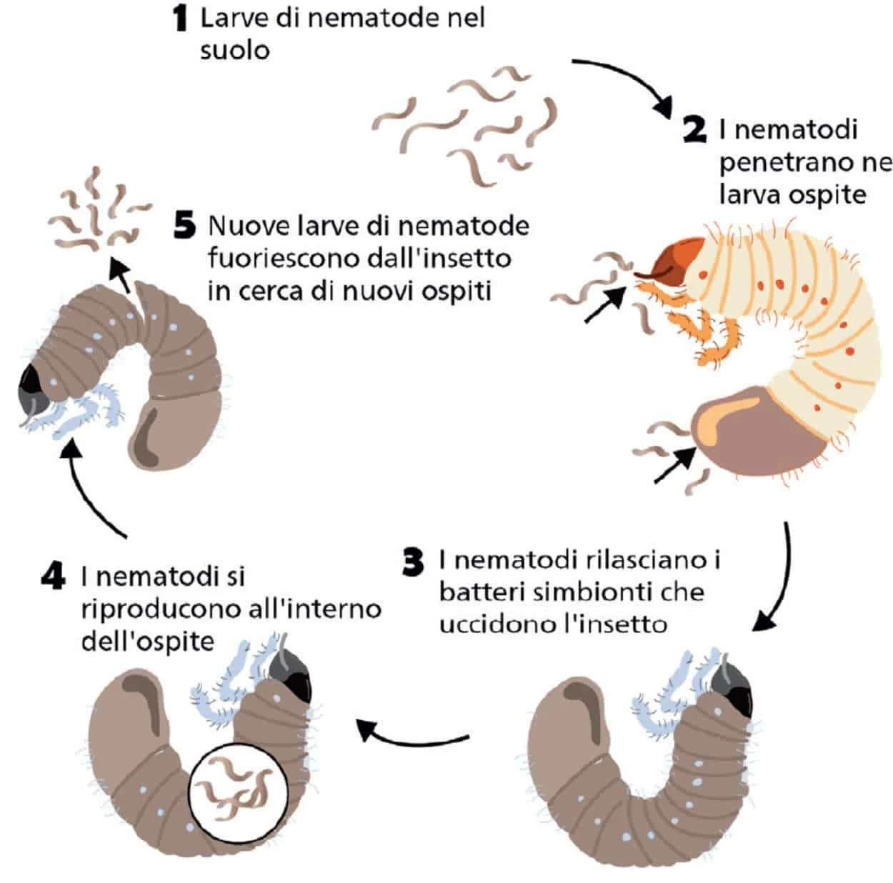 nematodi su larve