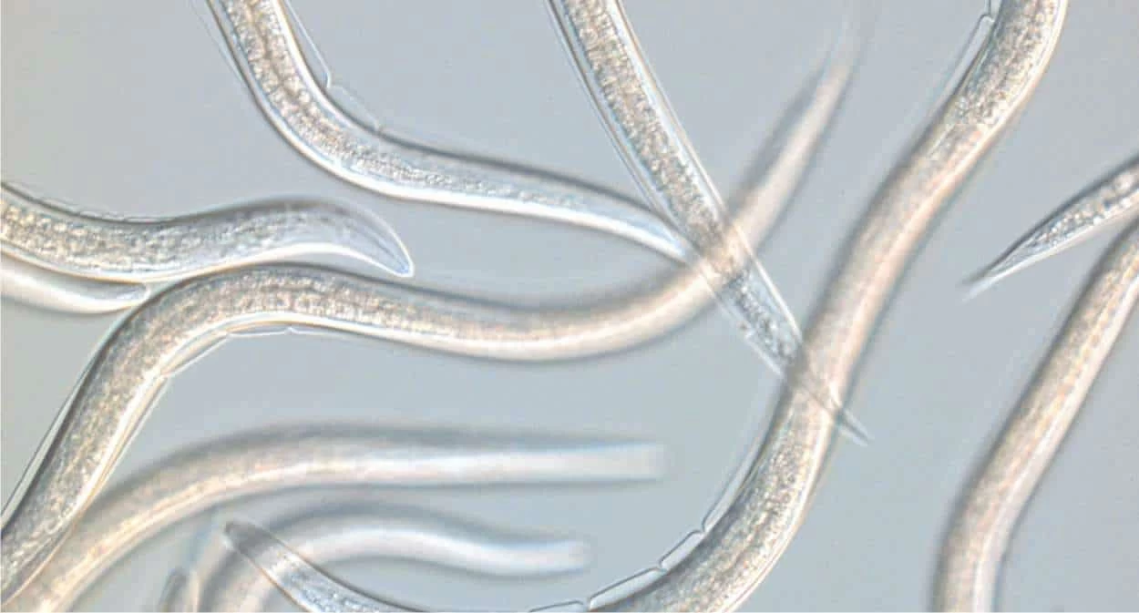 nematodi entomopatogeni
