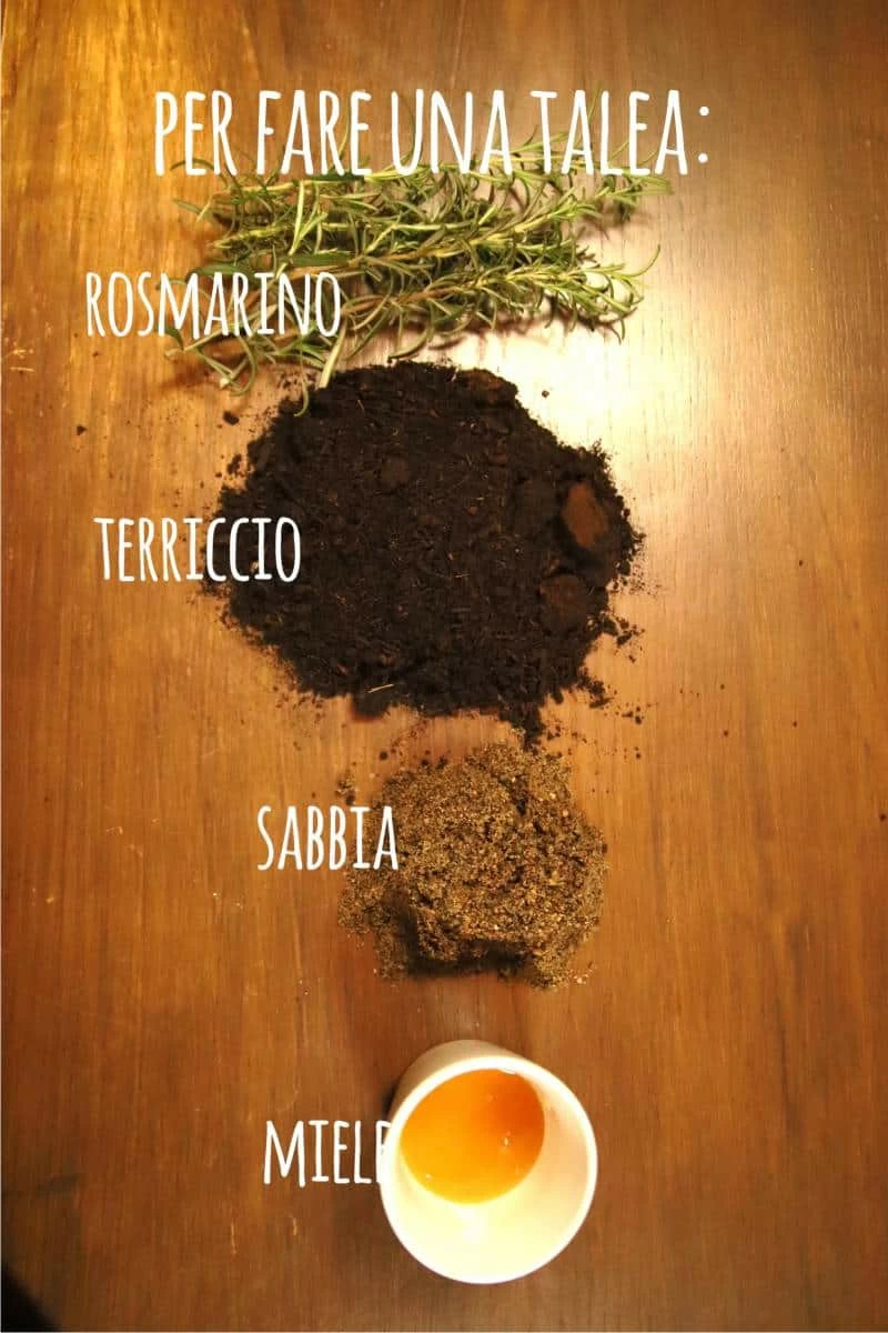 talea con il miele