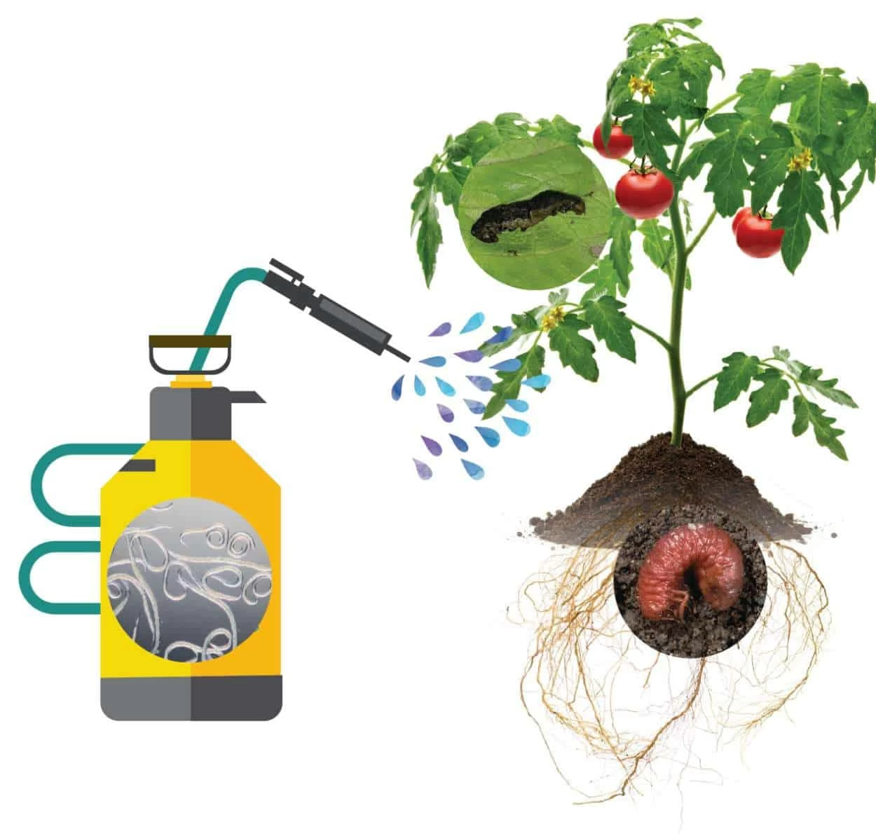 trattamento con nematodi
