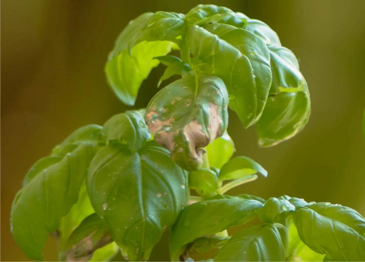 basilico malato di peronospora