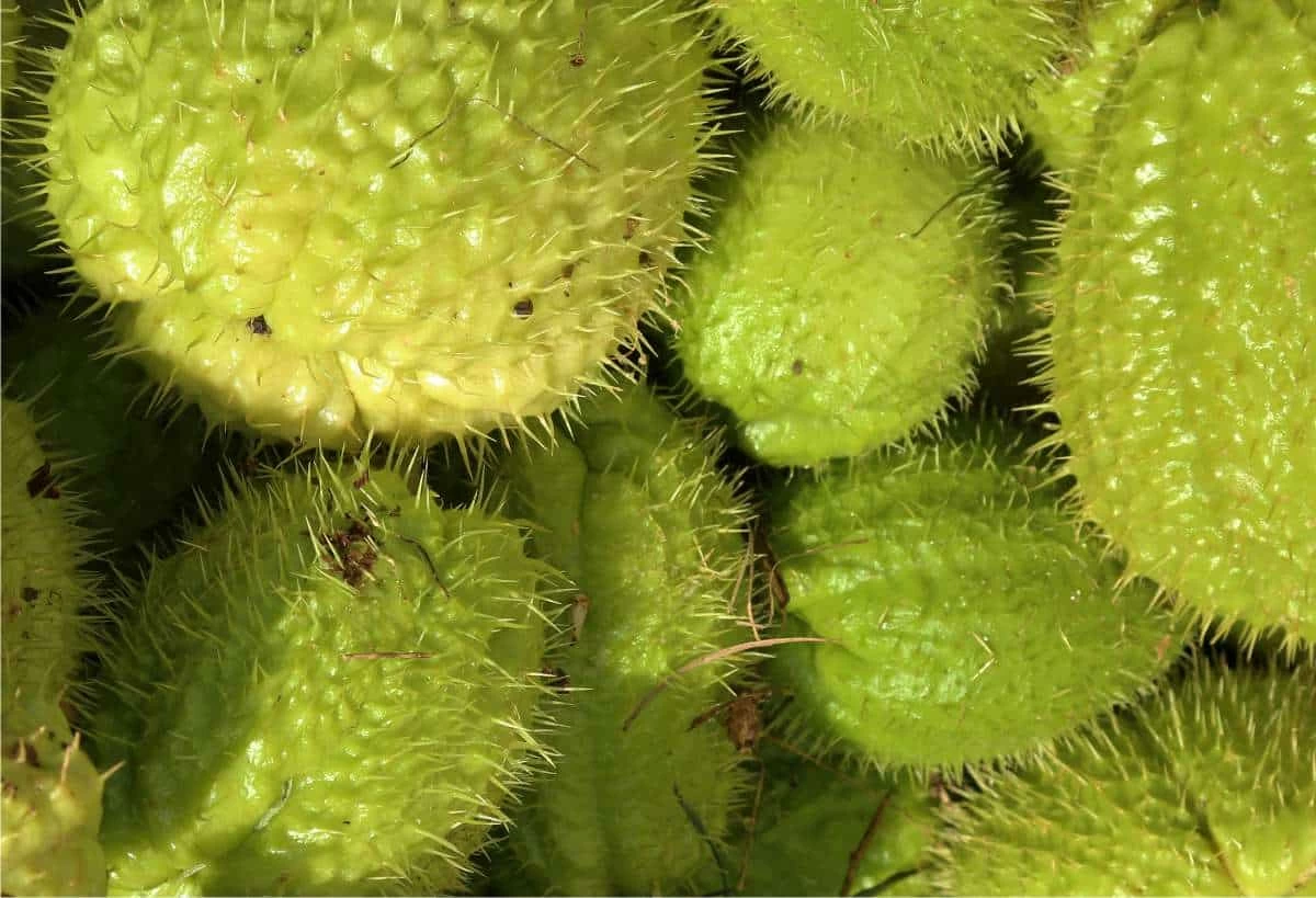 chayote