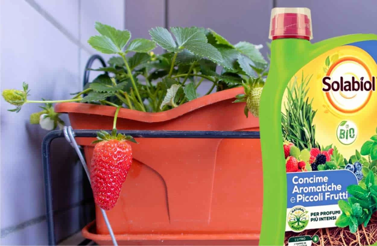 fragole sul balcone