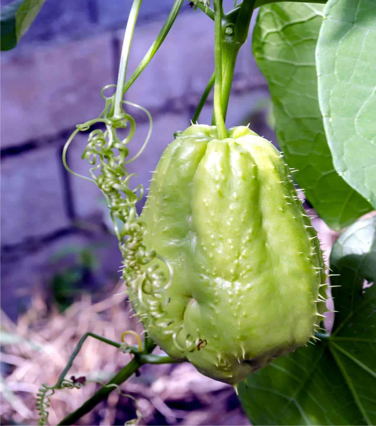 sechio spinoso