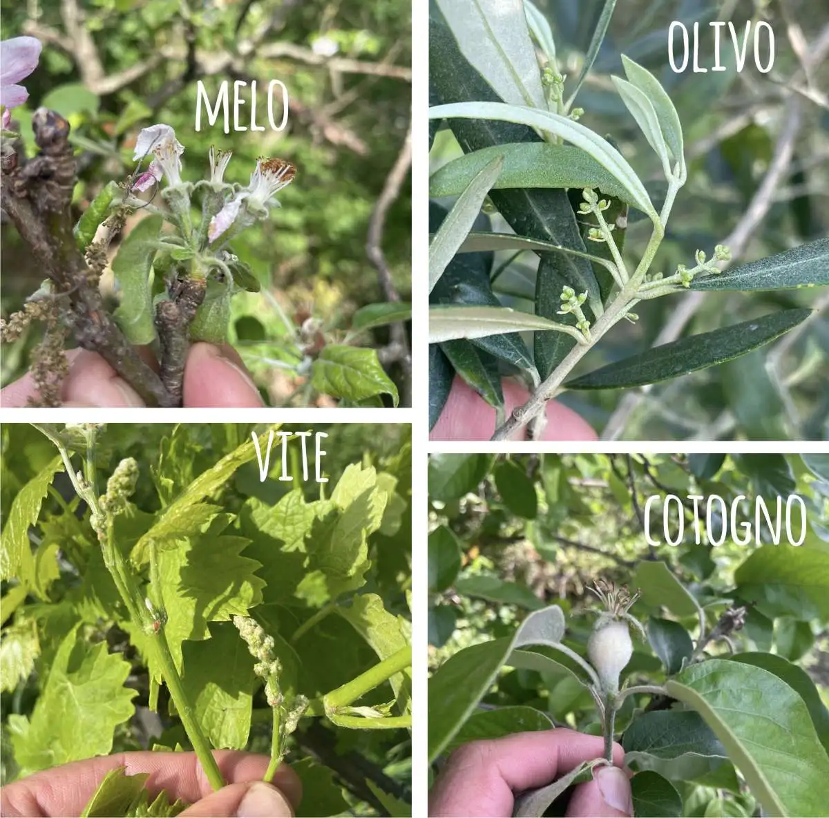 frutticini nel frutteto di maggio