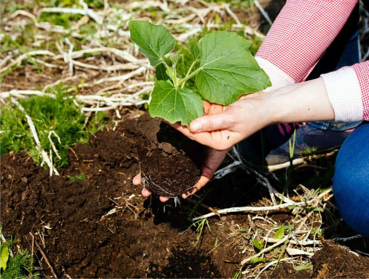 come trapiantare una zucca