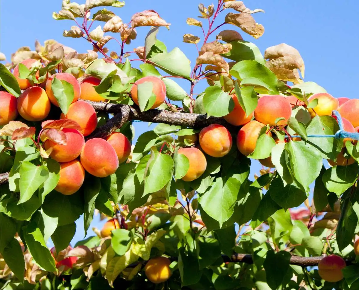raccolto albicocche giugno