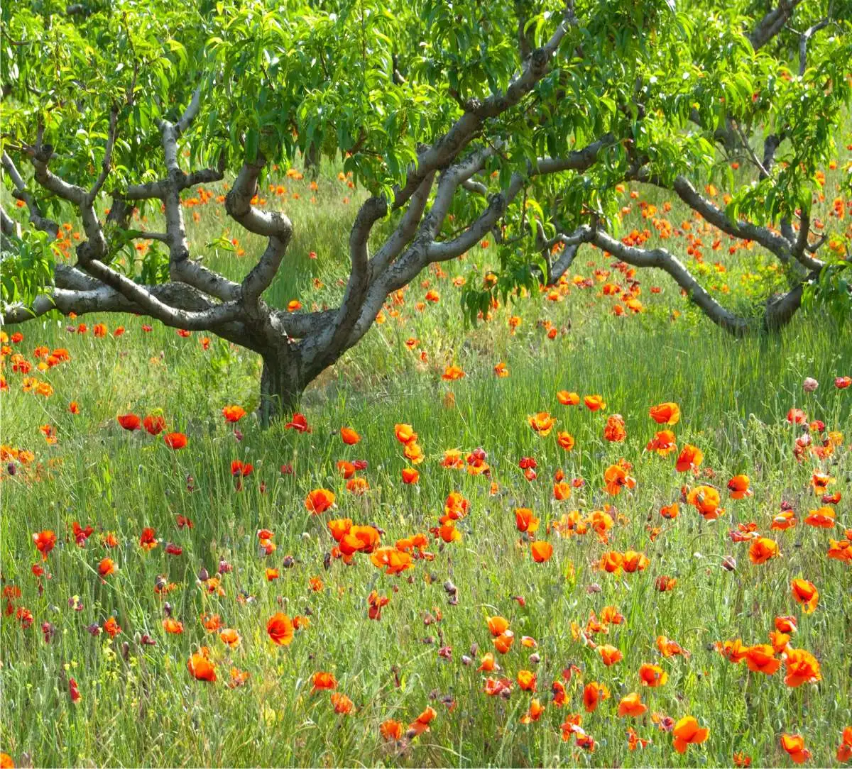 frutteto a giugno