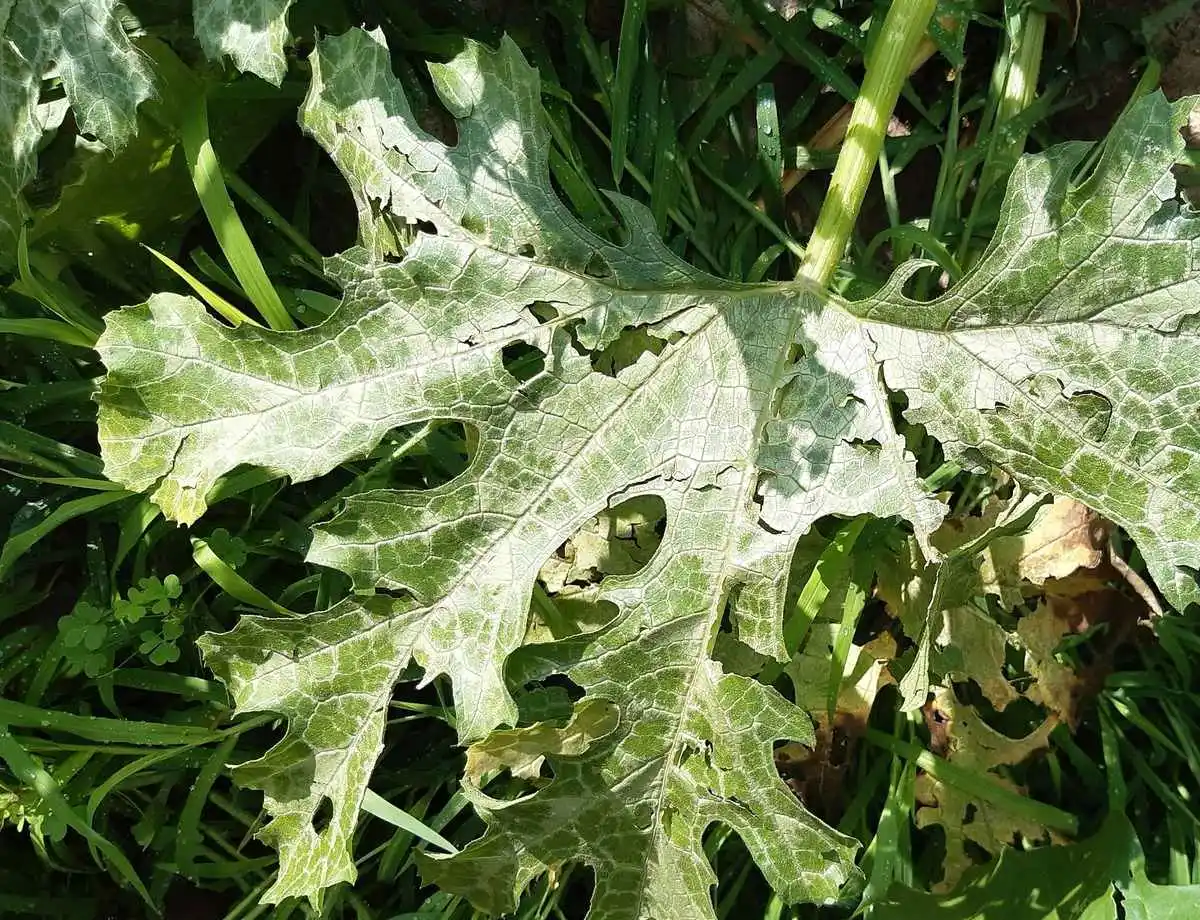 danni foglie zucchine