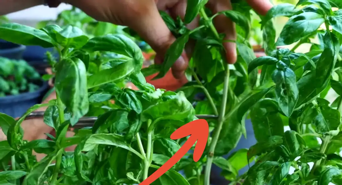 tagliare il rametto