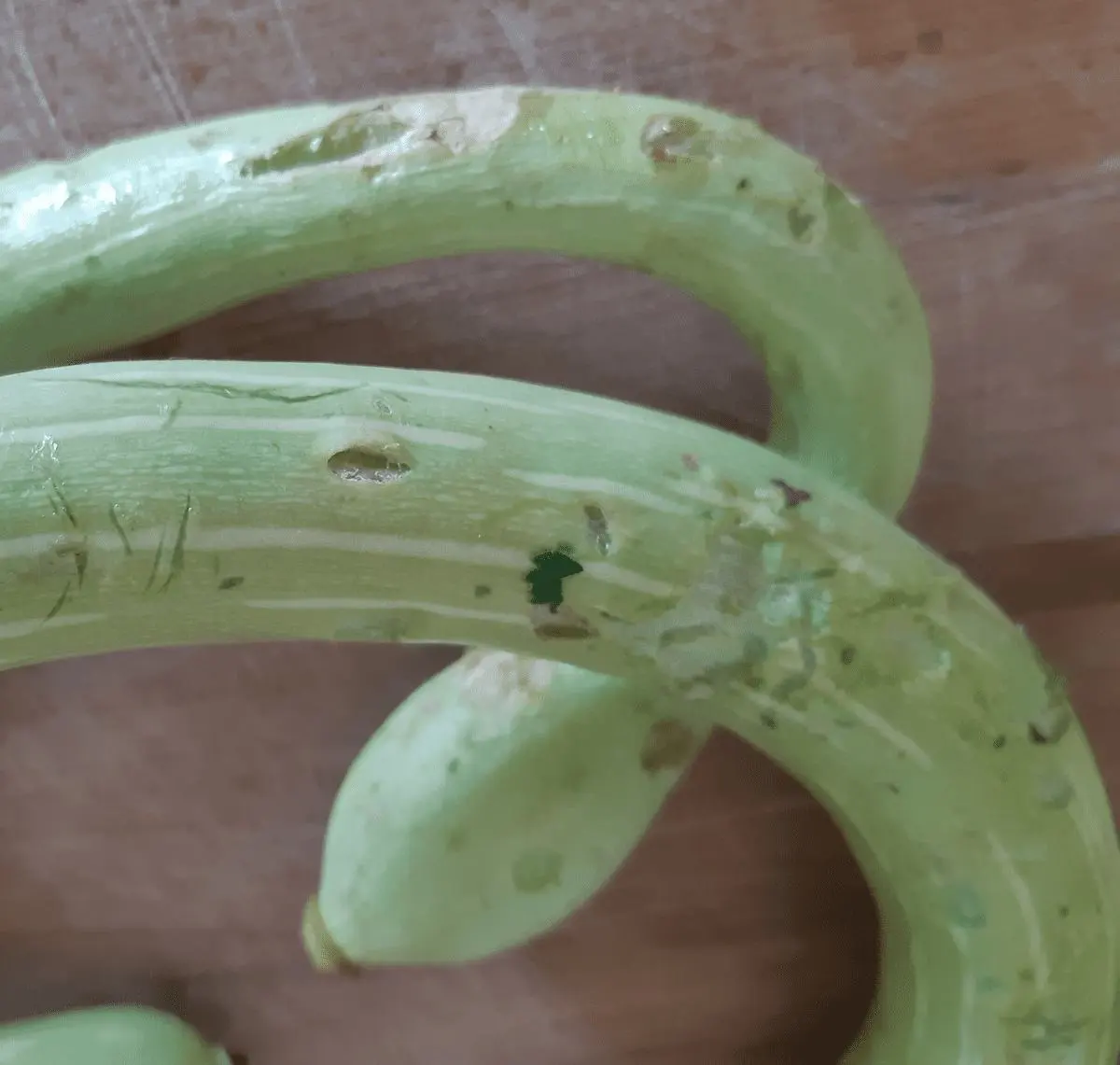 Danni alle zucchine