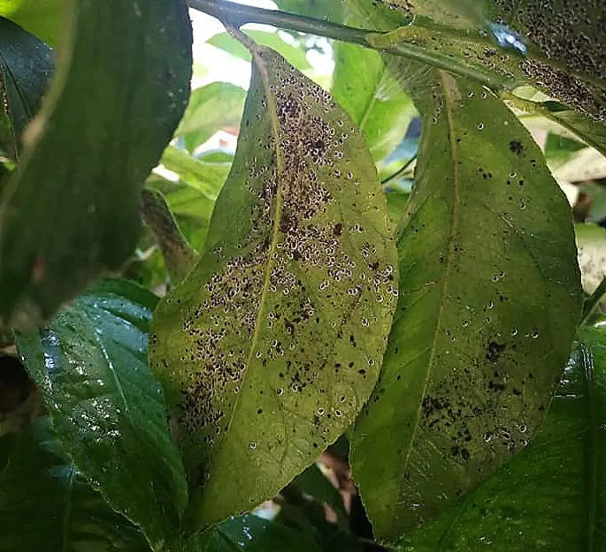 melata e fumaggine sulle foglie