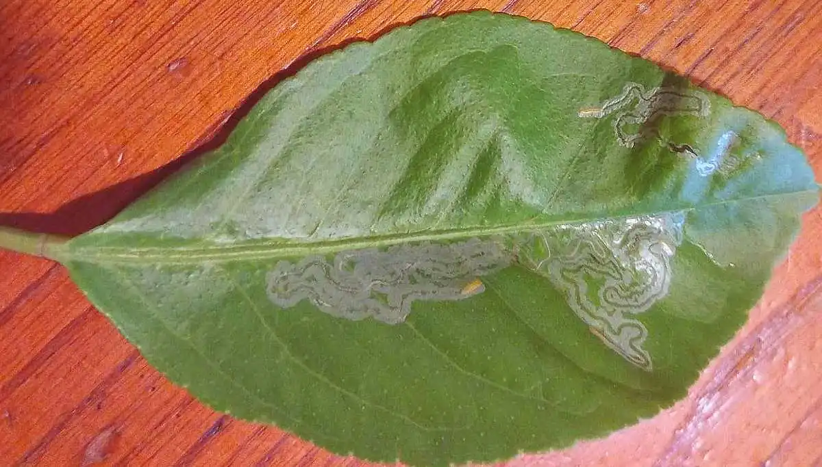 mine sulla foglia fatte da mosca minatrice degli agrumi