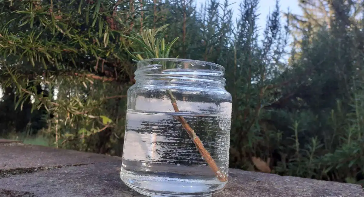 rosmarino in acqua