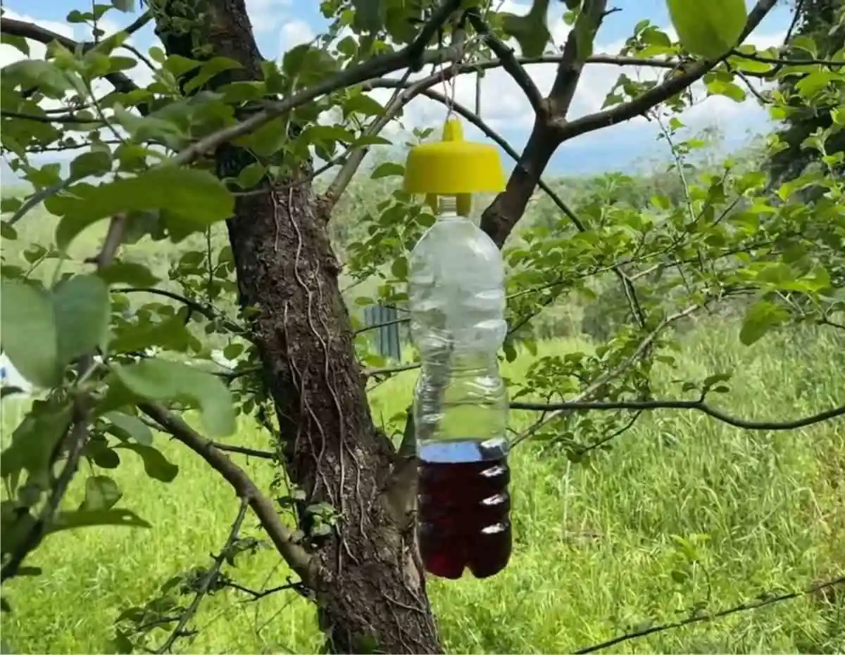 trappola tap trap