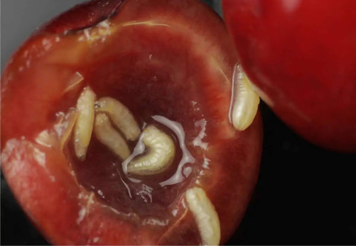 verme delle ciliege