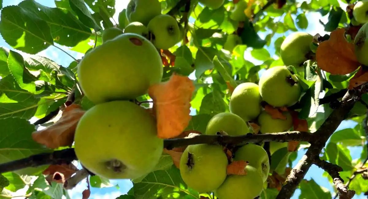 luglio frutta
