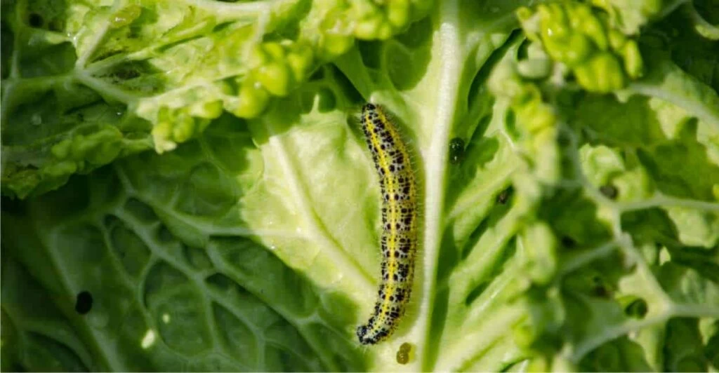 cavolaia sulla verza