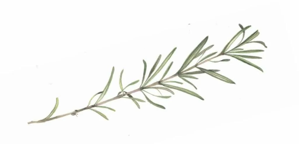 crisolina danni