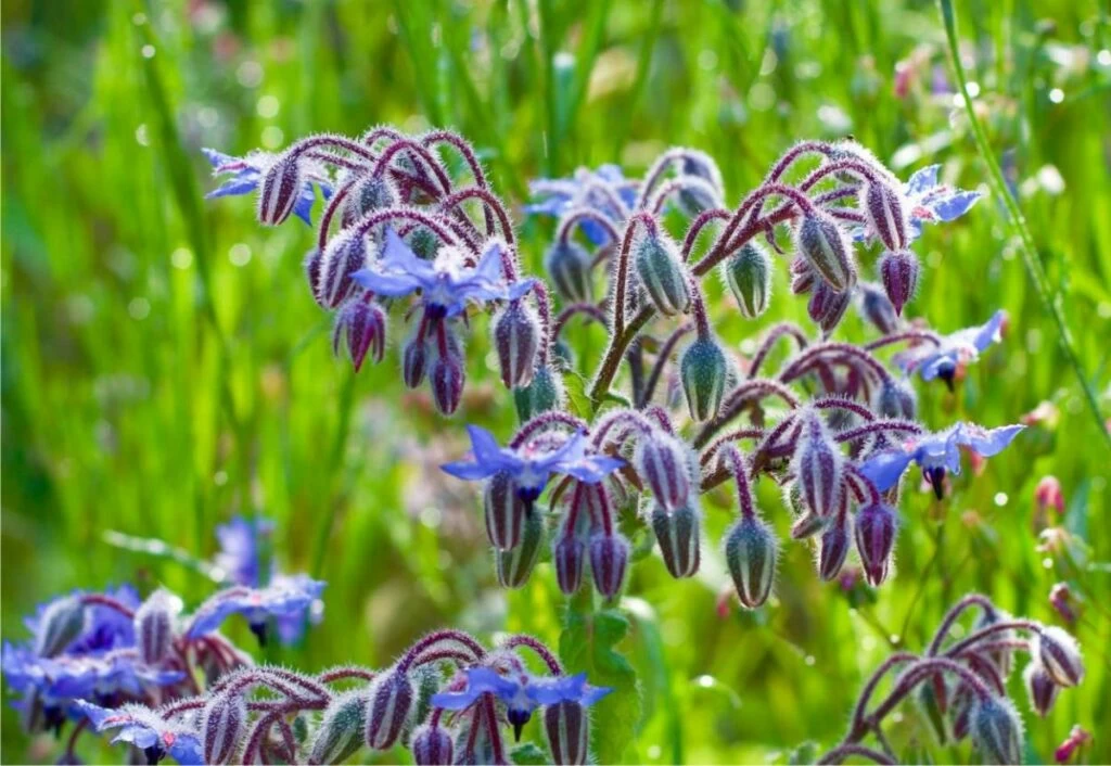 fiori commestibili di borragine