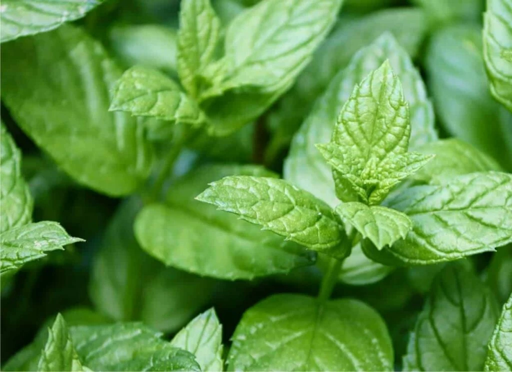 menta