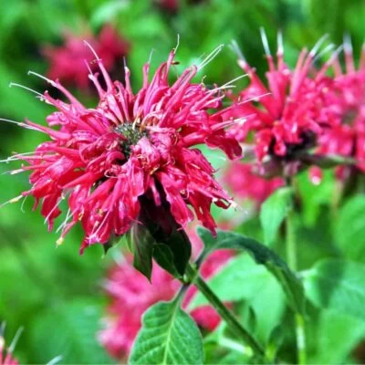 monarda