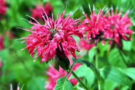 monarda