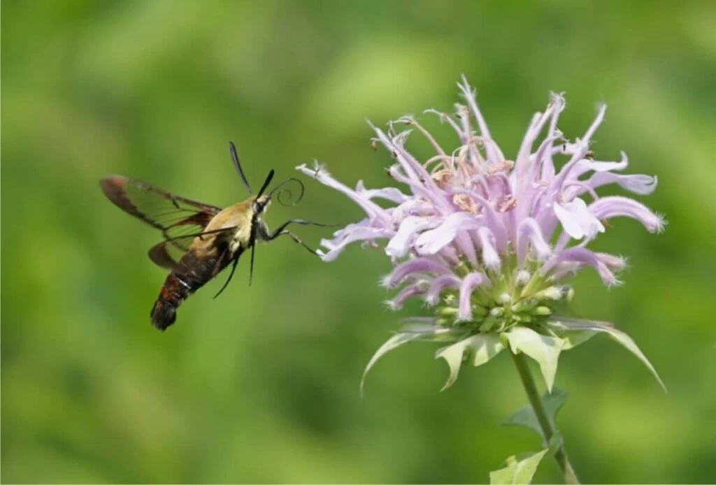 insetto e monarda