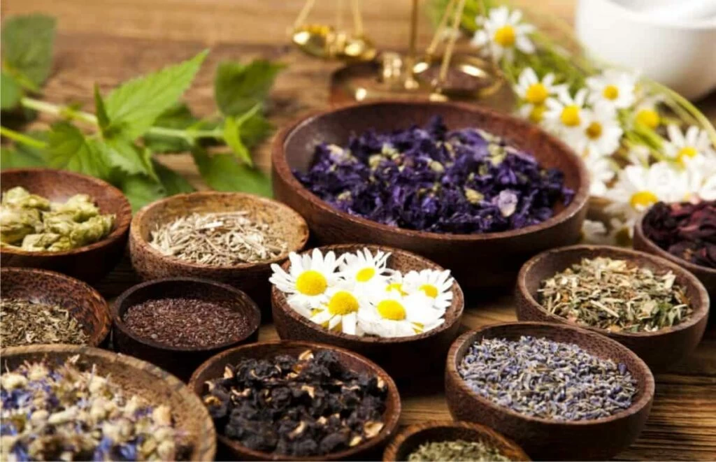 piante officinali