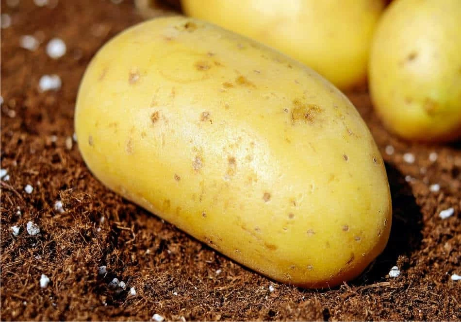 patata da semina